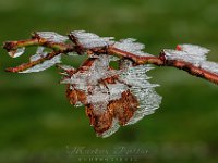 2014.11.30_112934_Auerberg EIS Makro 1920.jpg